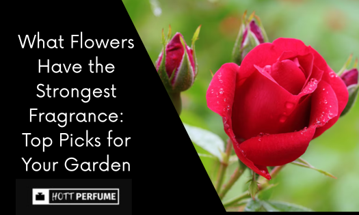 what-flowers-have-the-strongest-fragrance-top-picks-for-your-garden-1-.png